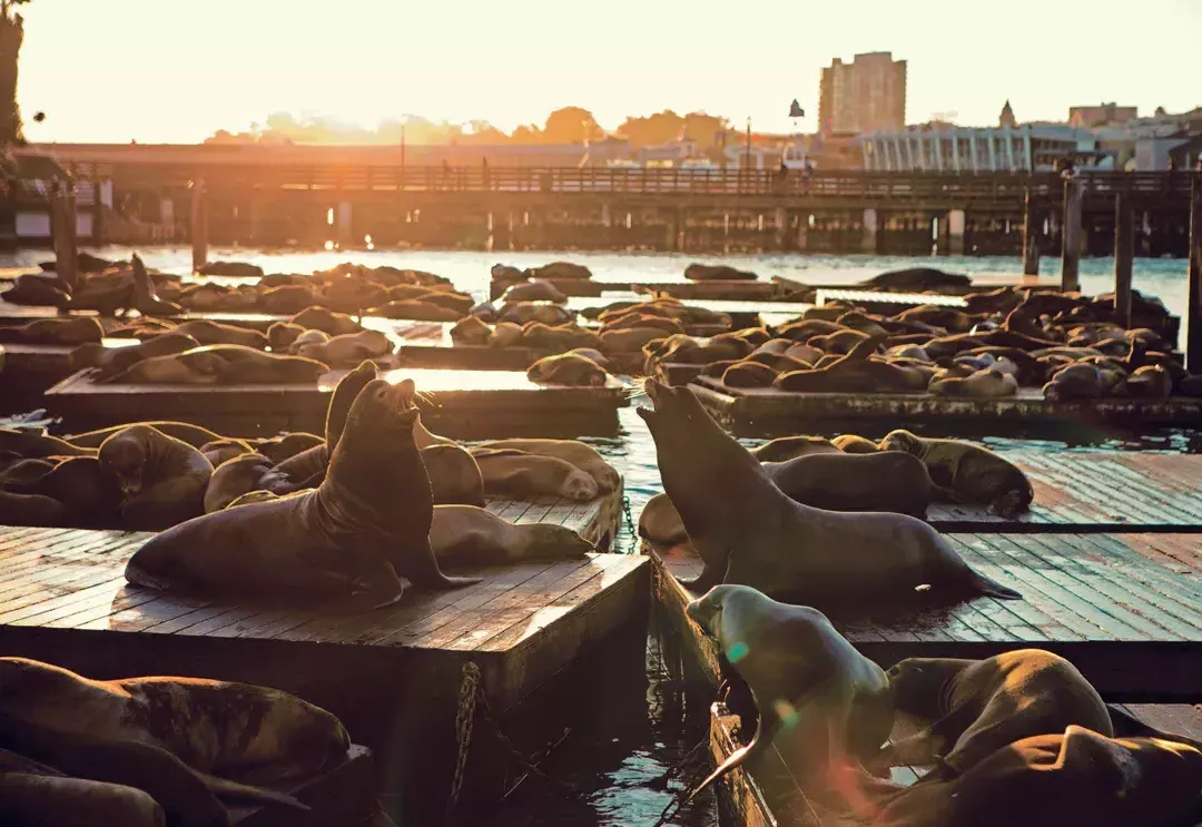 Sea Lions rest on PIER 39’s K Dock at日落set